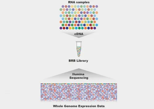 Whole Genome And Whole Exome Sequencing | Discovery Scientifics